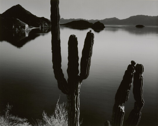 A black-and-white photograph of two multi-limbed cacti in front of a still body of water with hills in the distance.
