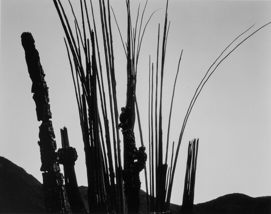 A black-and-white photograph of silhouetted plant stems, narrow cacti, and hills against the sky.