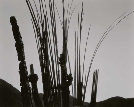 A black-and-white photograph of silhouetted plant stems, narrow cacti, and hills against the sky.