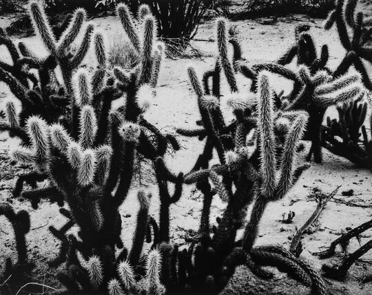 A black-and-white photograph of many-armed cacti growing on sandy soil.