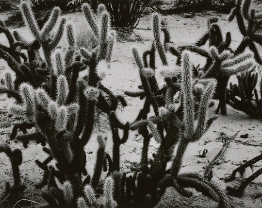 A black-and-white photograph of many-armed cacti growing on sandy soil.