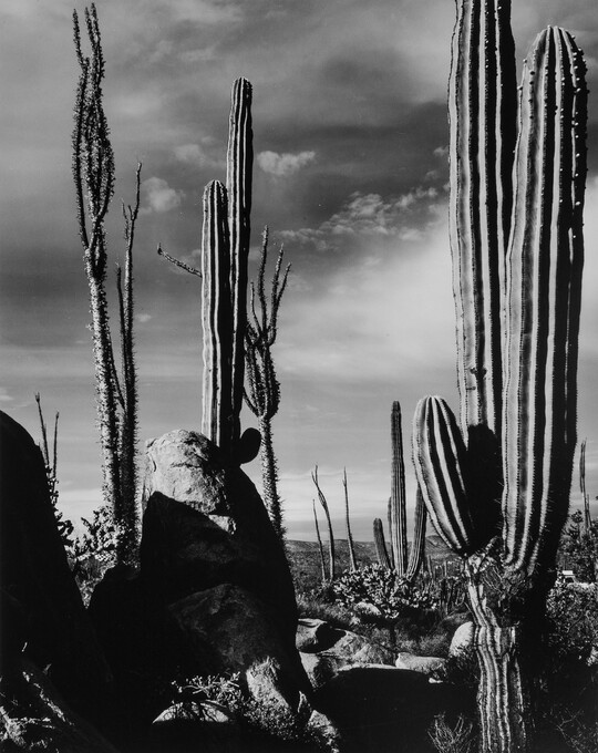 A black-and-white photograph of saguaro and other cacti extending up toward the sky.