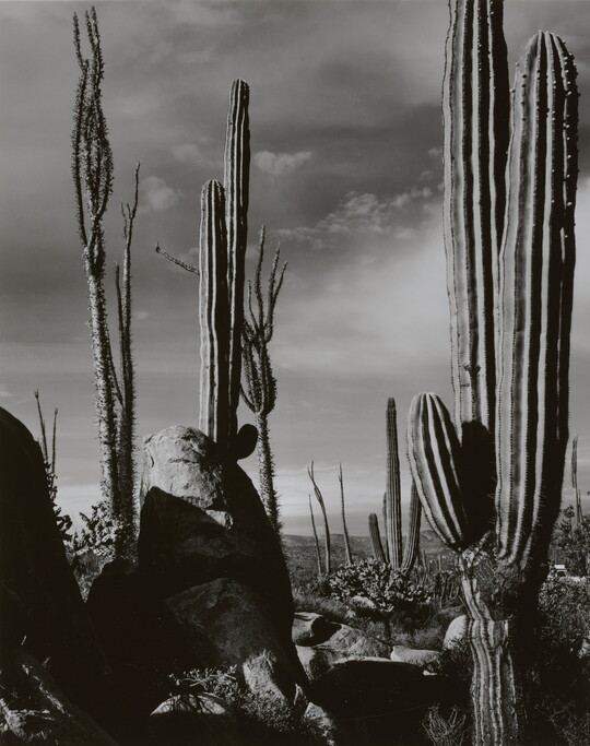 A black-and-white photograph of saguaro and other cacti extending up toward the sky.
