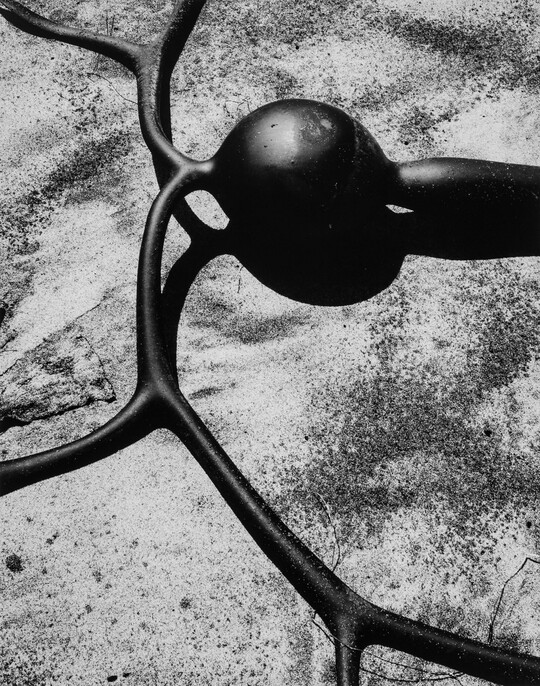 A black-and-white photograph of the round bladder, stem, and fronds of a kelp.
