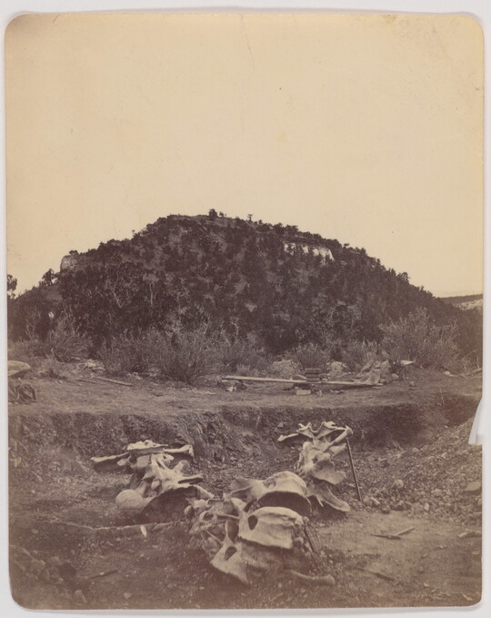 A black-and-white photograph of a pile of animal bones in the foreground and a tree-covered hill in the background.