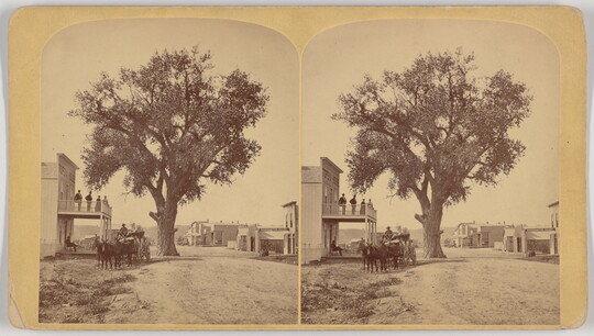 A sepia-toned stereograph of a tree that is taller than the two-story building next to it.