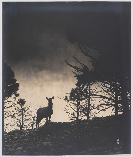 A black-and-white photograph of a deer among trees on a rocky mountain, all in silhouette, under a sunset.