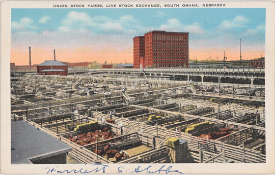 A color postcard of many cattle in pens in front of a packing plant.