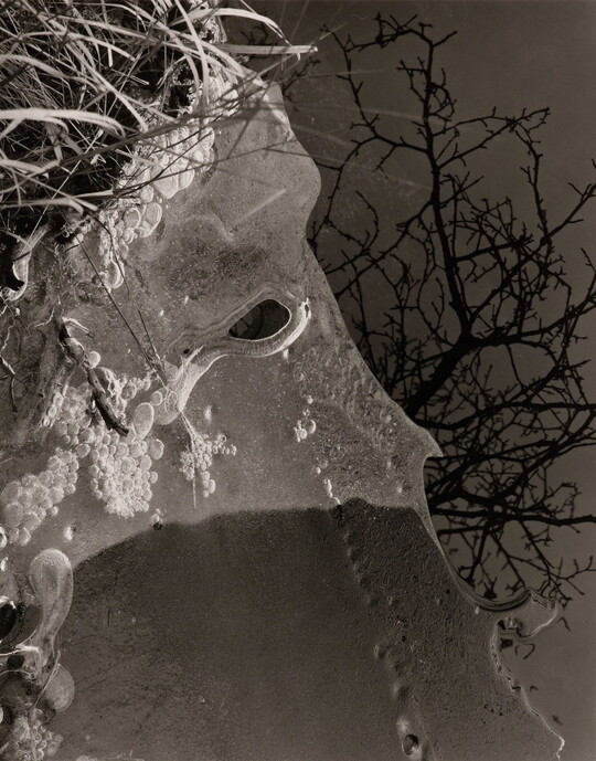 An abstract black-and-white photograph of ice filled with bubbles on the shore of water that vaguely resembles a person's head in profile; bare tree branches are reflected in the water.