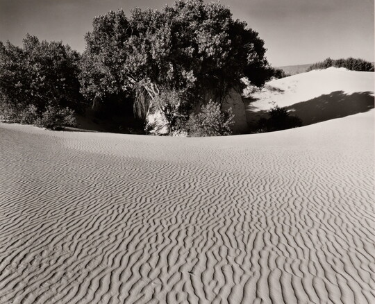 A black-and-white photograph of rippled sand dunes and clumps of trees.