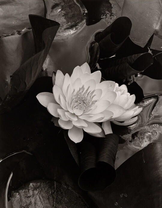 A black-and-white photograph of a white flower blooming against a dark background of water and lily pads.