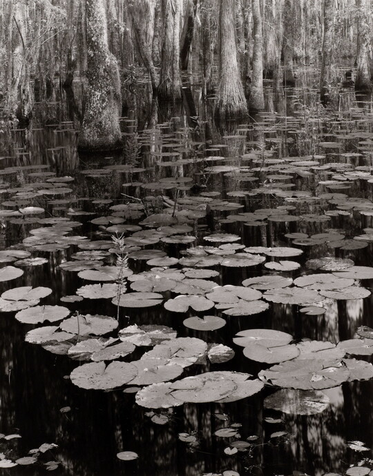 A black-and-white photograph of lily pads on a calm body of water and cypress trees growing in the background.
