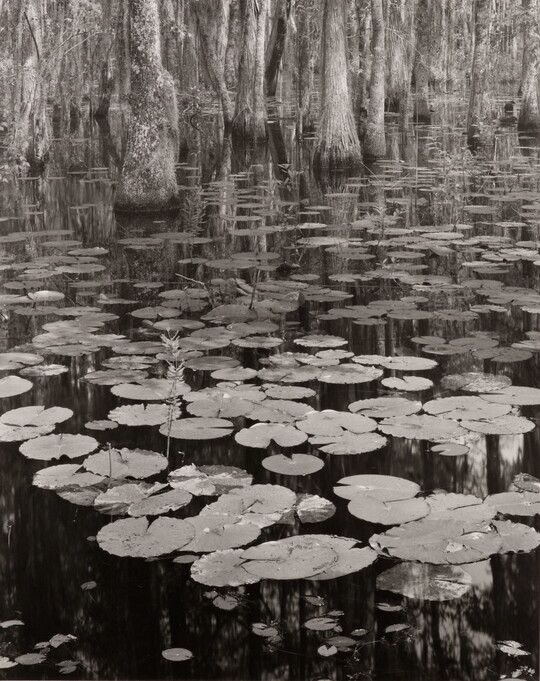 A black-and-white photograph of lily pads on a calm body of water and cypress trees growing in the background.