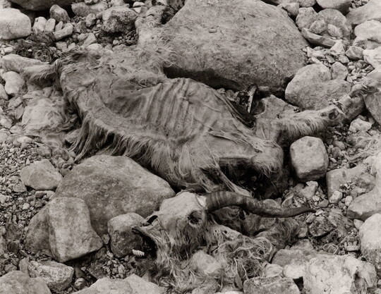 A black-and-white photograph of a skeletonized sheep carcass laying amongst rocks.
