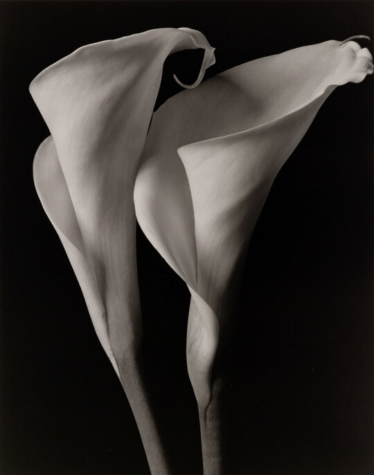 A black-and-white photograph of the curling petals of two lilies against a black background.