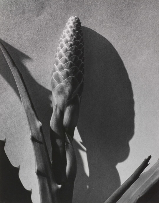 A black-and-white photograph of the flower bud and thick leaves of a plant and their stark shadows.
