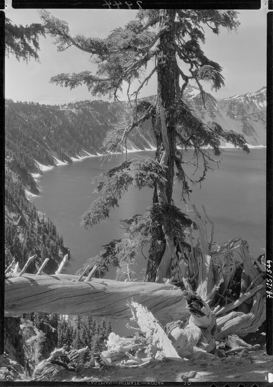 A black-and-white image of a fallen tree and a tall pine tree in the foreground and a large round lake and mountains in the background.