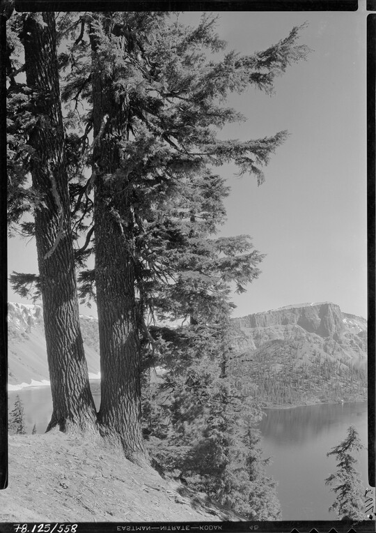 A black-and-white image of two pine trees on a steep hill above a lake with mountains in the distance.