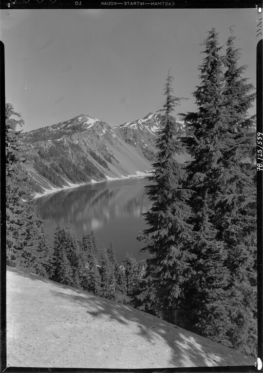 A black-and-white image of pine trees on a steep hill above a lake with mountains in the distance.