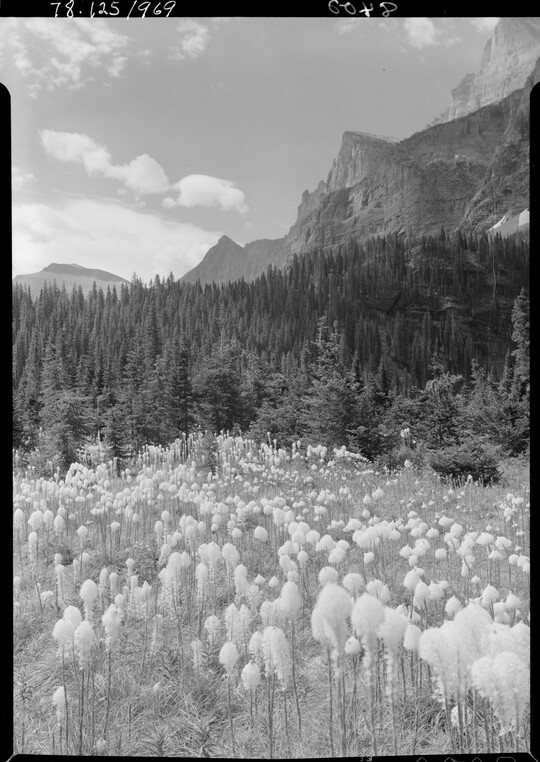 A black-and-white image of a field of wildflowers next to a forest of pine trees and a mountain in the distance.