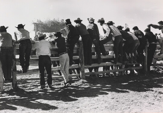 A black-and-white photograph of a group of men viewed from behind, most wearing cowboy hats, standing on or next to a split rail fence.