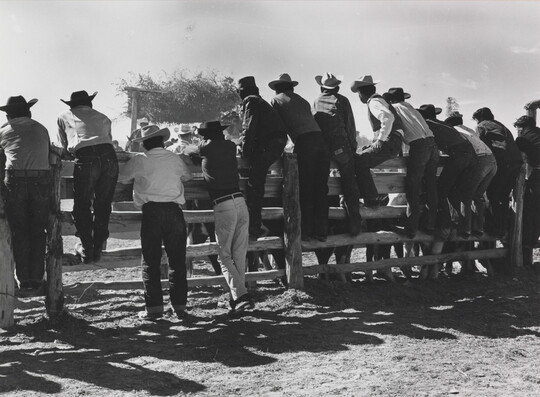 A black-and-white photograph of a group of men viewed from behind, most wearing cowboy hats, standing on or next to a split rail fence.