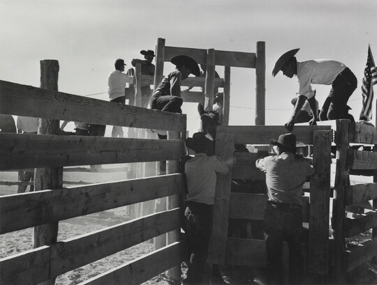 A black-and-white photograph of men wearing cowboy hats climbing on a fence to open the door to a cattle chute with an animal inside.