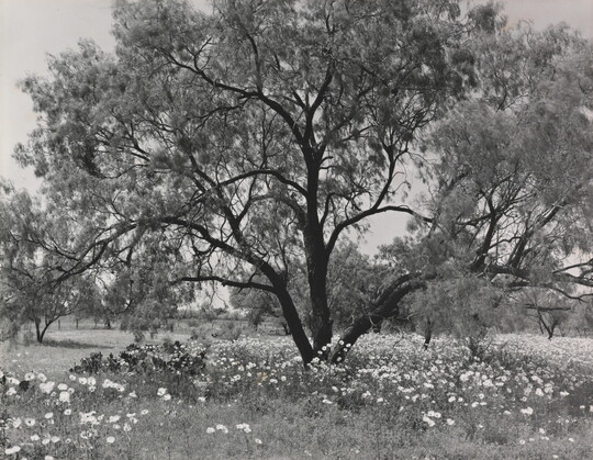 A black-and-white photograph of an expansive tree with wildflowers underneath.