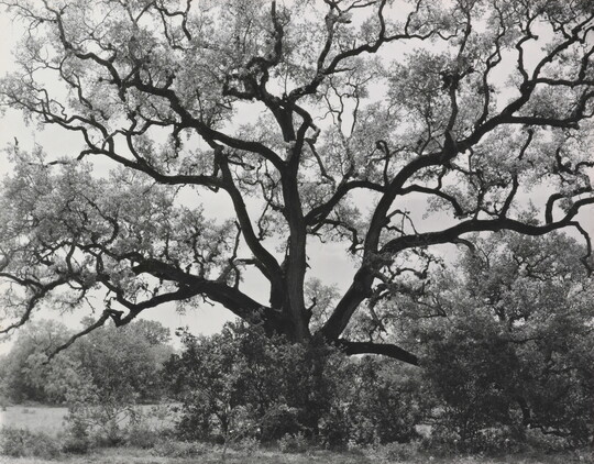A black-and-white photograph of an expansive tree with gnarly branches.