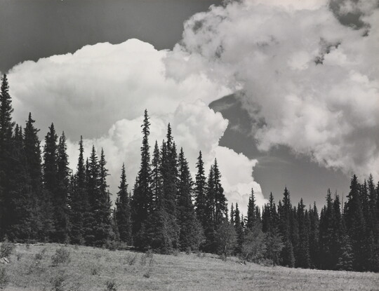 A black-and-white photograph of tall, pointed evergreen trees on a hillside beneath large white clouds.