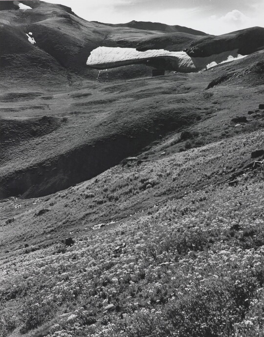 A black-and-white photograph of a mountainside covered in wildflowers, grass, and pockets of melting snow.
