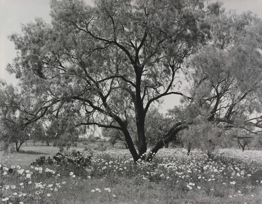 A black-and-white photograph of an expansive tree with wildflowers underneath.