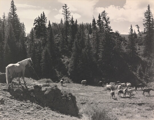 A black-and-white photograph of grazing horses next to tall pine trees.