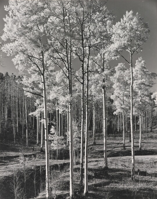 A black-and-white photograph of a stand of tall, straight trees with light bark and light-colored foliage.