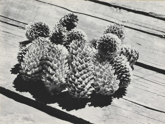 A black-and-white photograph of a group of pine cones on wood planks.