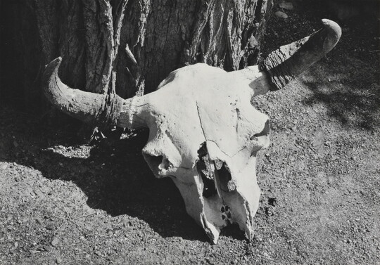 A black-and-white photograph of a bison skull on the ground next to a tree.