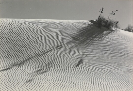 A black-and-white photograph of a rippled white sand dune and a yucca with tall flowers that casts a long shadow over the sand.