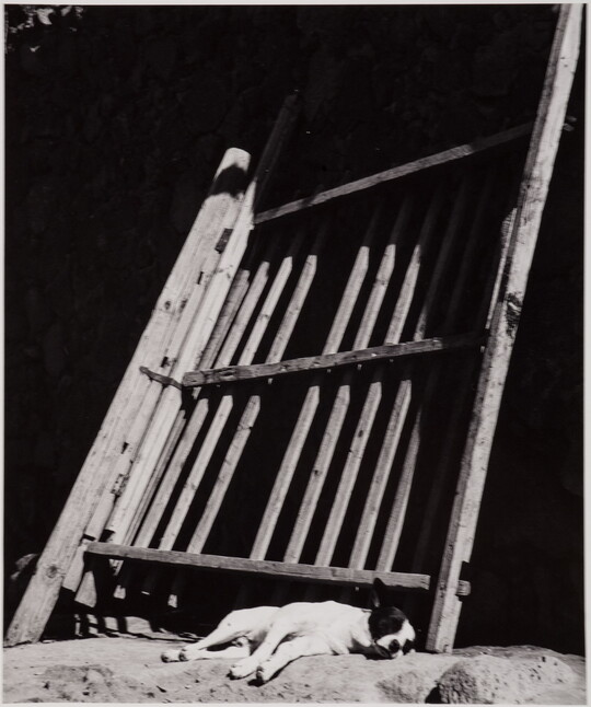 A black-and-white photograph of a light-colored dog asleep against a leaning wooden fence.