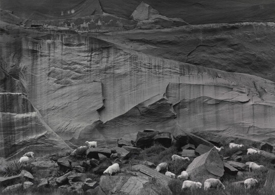 A black-and-white photograph of sheep grazing among the rocks at the bottom of a cliff; at the top of the cliff are petroglyphs depicting people on horses.