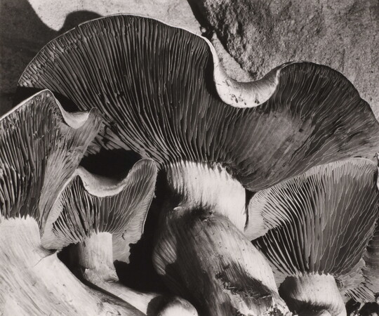 A black-and-white, close-up photograph showing the gills on the underside of a patch of mushrooms.
