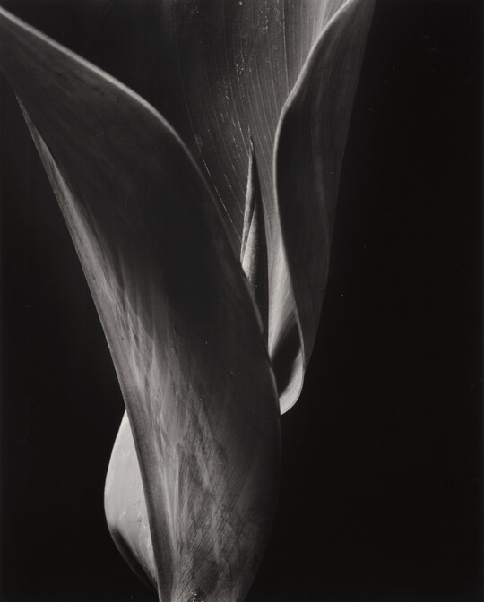 A black-and-white close-up photograph of a leaf curled around new growth.