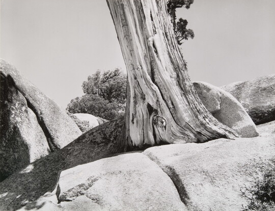 A black-and-white photograph of the base of a large tree growing out of a large boulder.