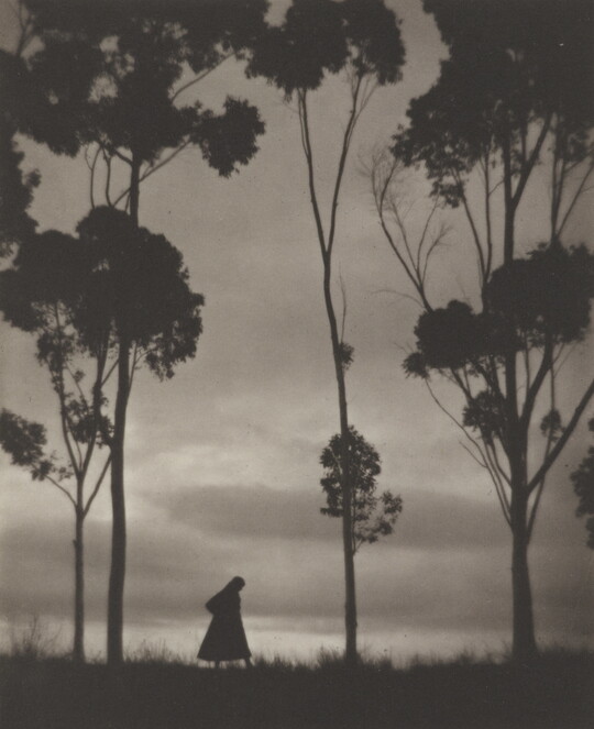 A sepia-toned photograph of tall trees and a female figure silhouetted in front of back-lit clouds.
