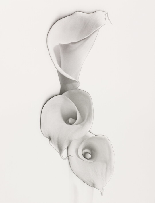 A black-and-white photograph that almost looks like a pencil drawing of three white lilies against a white background.