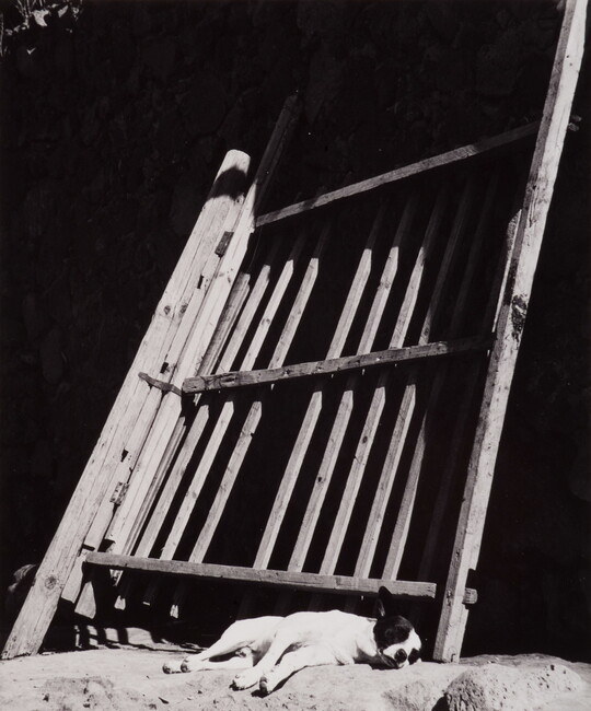 A black-and-white photograph of a light-colored dog asleep against a leaning wooden fence.