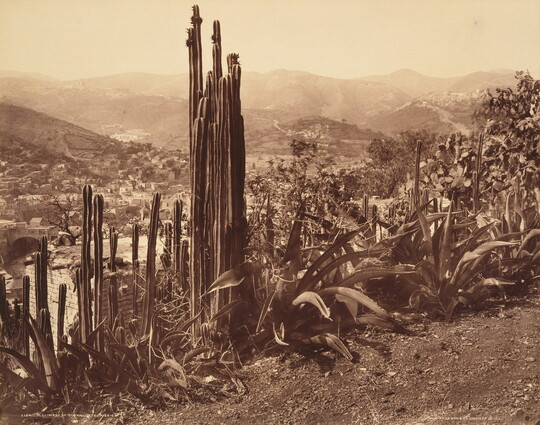 A sepia-toned photograph with large cacti and other plants above a town in a valley.