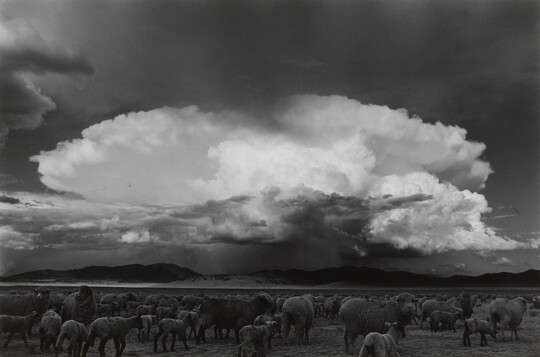 A black-and-white photograph of a herd of sheep on a plain, large storm clouds in the sky and mountains in the distance.