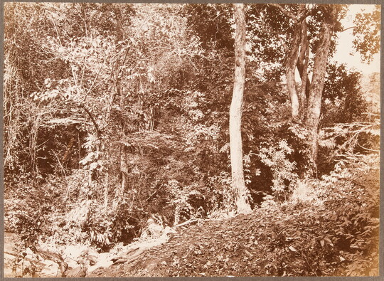 A sepia-toned photograph of a dense and tangled forest on a hillside.