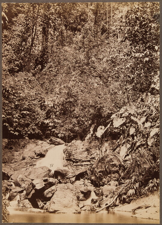A sepia-toned photograph of a dense and tangled forest on a rocky slope leading down to a river.