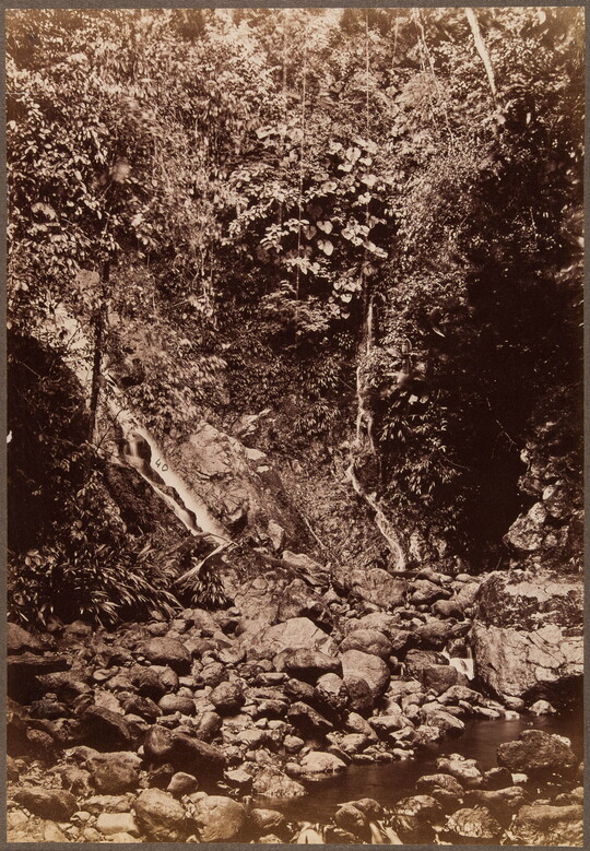 A sepia-toned photograph of a dense tangle of brush leading to rocky shoreline.